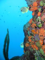 Bonaire, twin foureye butterflyfish under the Saltpier. C... by Els Kramer 